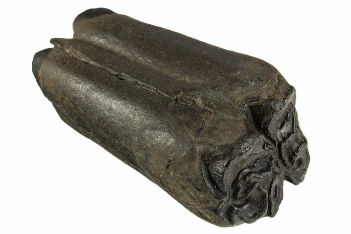 Pleistocene Aged Fossil Horse Tooth - South Carolina #332357